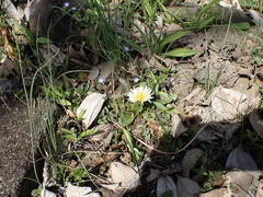 Taraxacum albidum
