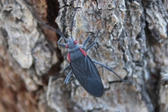 Jadera haematoloma