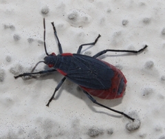 Jadera haematoloma