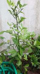 Citrus × microcarpa