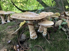 Rooting Poison Pie (Hebeloma radicosum)