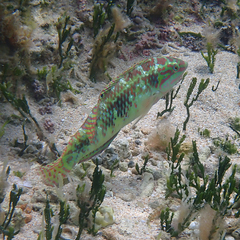 Halichoeres margaritaceus