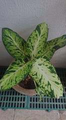 Dieffenbachia