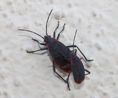 Jadera haematoloma