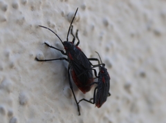 Jadera haematoloma