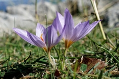 Crocus thomasii