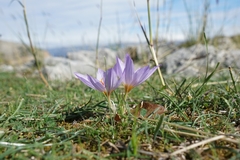 Crocus thomasii
