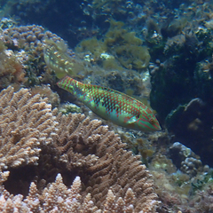 Halichoeres margaritaceus