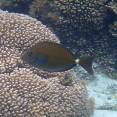 Prionurus maculatus