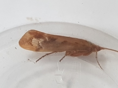 Limnephilus marmoratus