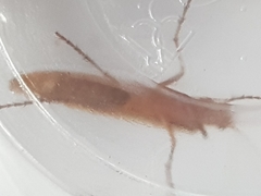 Limnephilus marmoratus