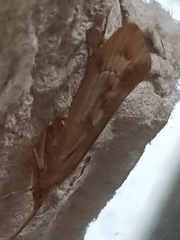 Limnephilus marmoratus