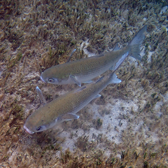 Crenimugil crenilabis