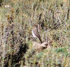 Muscisaxicola rufivertex