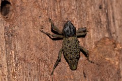 Poropterus ellipticus