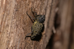 Poropterus ellipticus