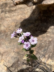 Teedia pubescens