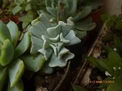 Echeveria runyonii