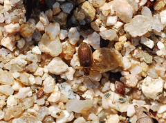 Galerucella grisescens