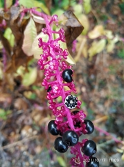 Phytolacca americana