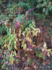Phytolacca americana