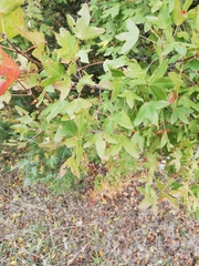 Acer