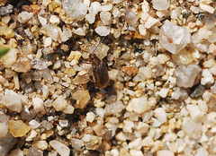 Galerucella grisescens