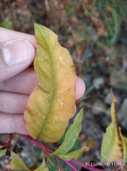 Phytolacca americana