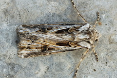 Agrotis vestigialis