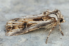 Agrotis vestigialis