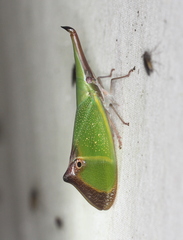 Odontoptera carrenoi