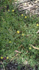 Oxalis