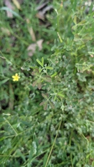 Oxalis