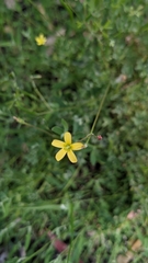 Oxalis