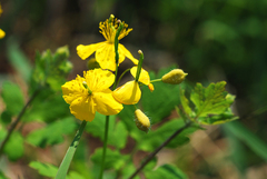 Chelidonium asiaticum