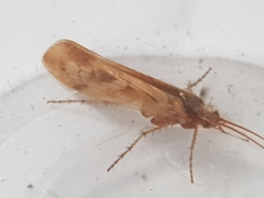 Limnephilus marmoratus