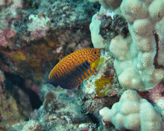 Centropyge potteri