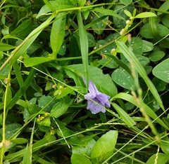 Ruellia tuberosa