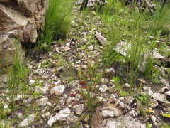 Disa obliqua clavigera