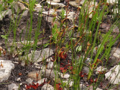 Disa obliqua clavigera