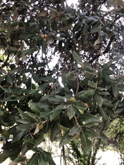 Quercus ilex