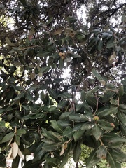 Quercus ilex