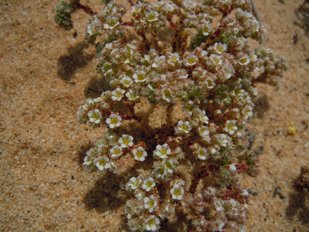 Loeflingia baetica