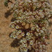 Loeflingia baetica - Photo (c) GMarques, alguns direitos reservados (CC BY-NC), uploaded by GMarques