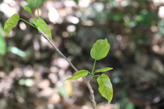 Sterculia quadrifida