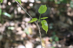 Sterculia quadrifida