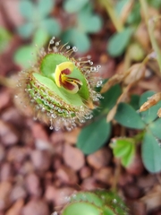 Fabaceae
