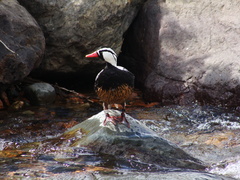 Merganetta armata armata