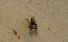 Homoneura trypetoptera