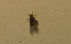 Homoneura trypetoptera